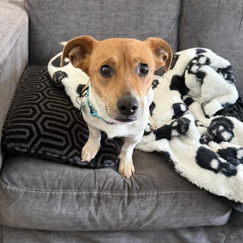 Little Britches thumbnail 6