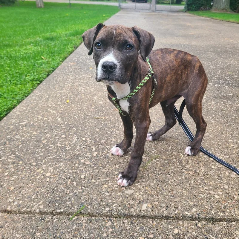 A baby medium-sized male Pit Bull Terrier dog named Luigi for adoption in Northville, MI