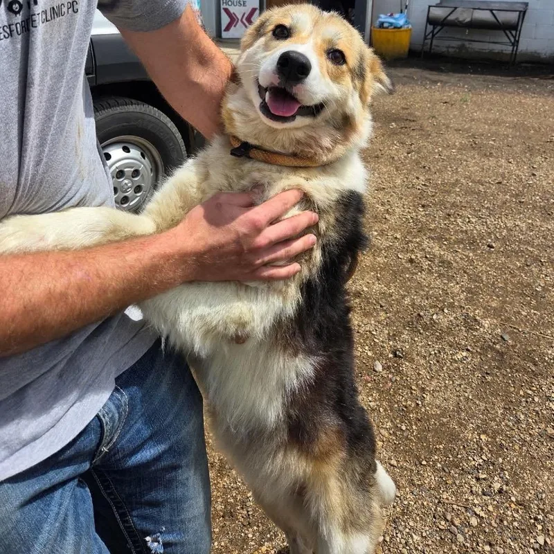 An adult medium-sized female White / Cream Mixed Breed dog named Rhonda for adoption in Buffalo, MN
