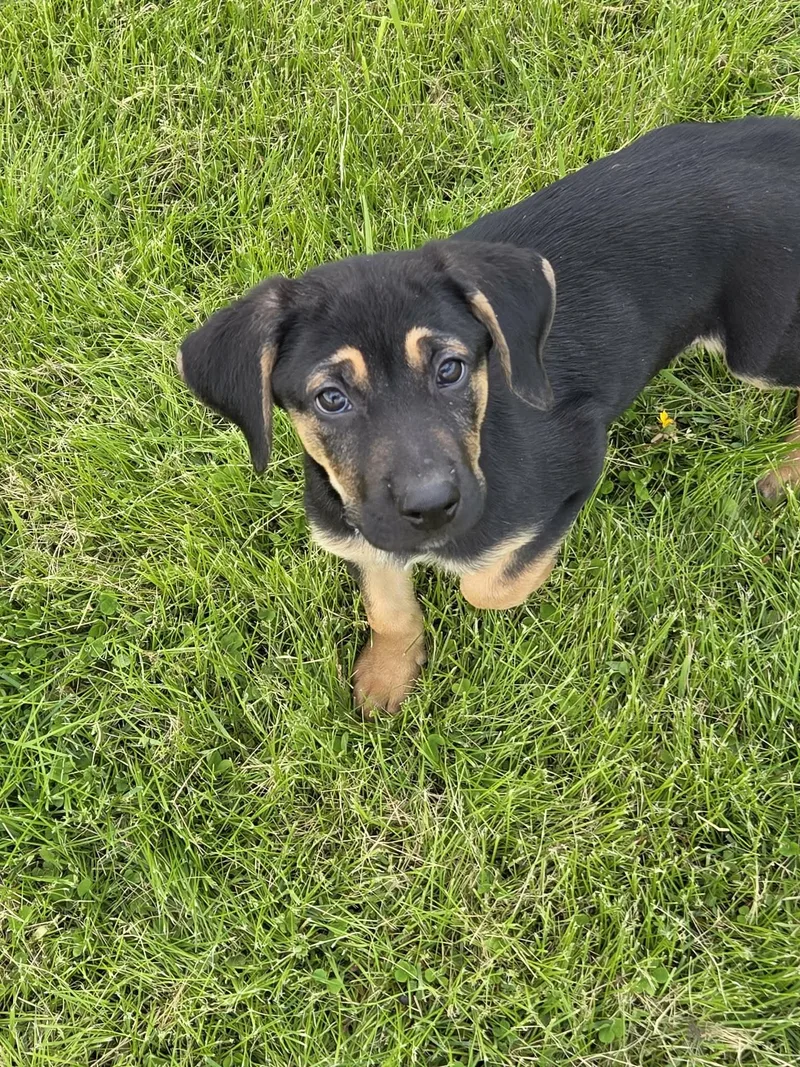 A baby large-sized female Hound dog named Shiloh for adoption in McHenry, IL
