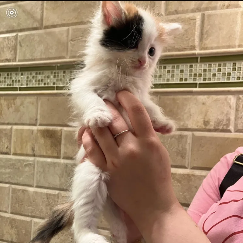 A baby small-sized female Domestic Long Hair cat named Smores for adoption in Ferndale, MI