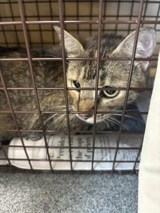 An adult small-sized female Domestic Short Hair cat named France for adoption in West Chester, PA