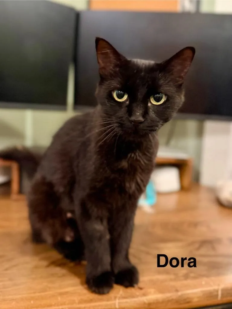A young medium-sized female Domestic Short Hair cat named Mama Dora for adoption in Cloquet, MN