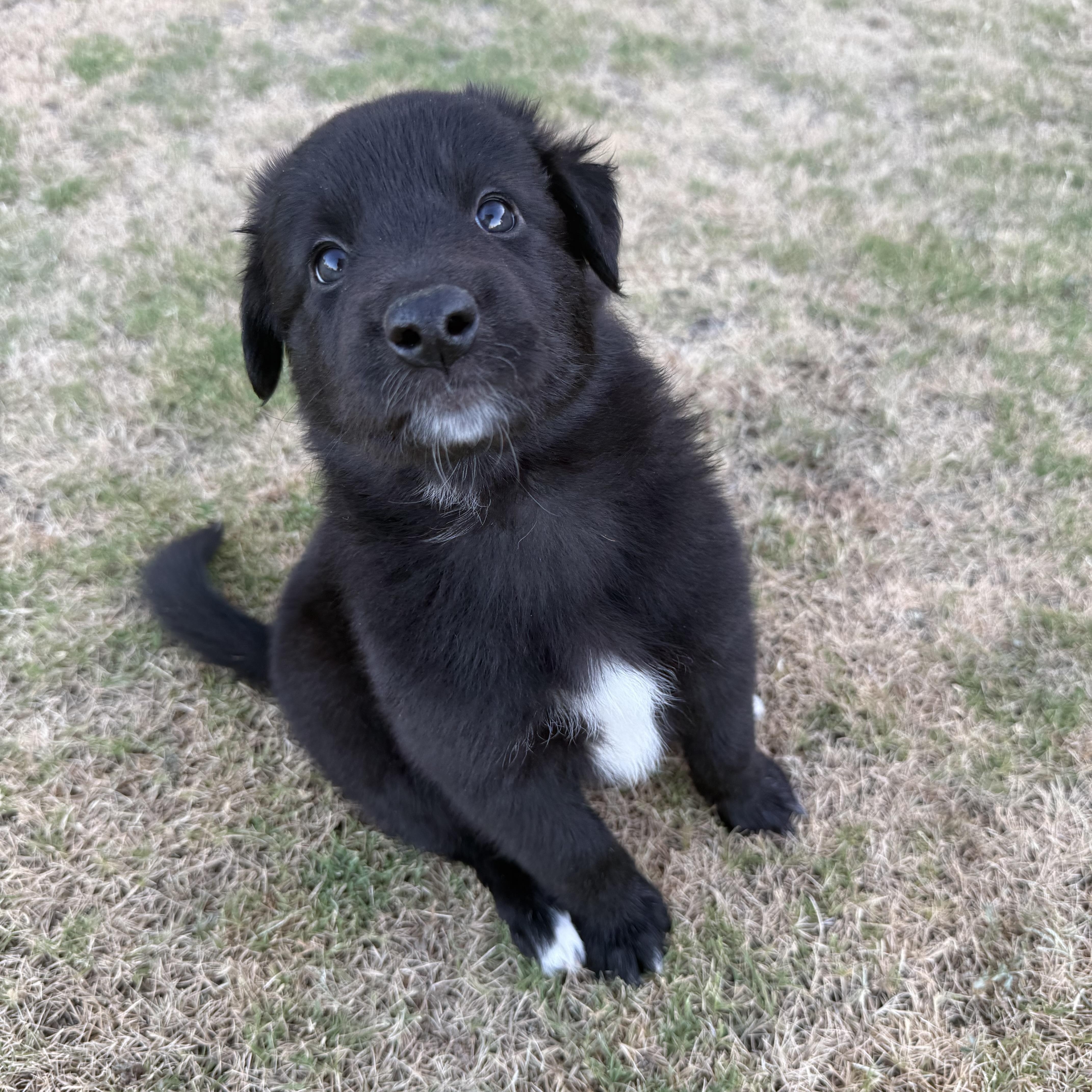A baby large-sized female Great Pyrenees dog named Coral for adoption in Bakersfield, CA