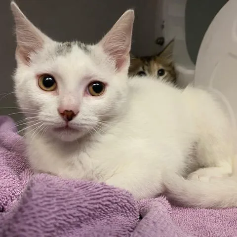 A baby small-sized female White Domestic Short Hair cat named Nora for adoption in Dayton, OH