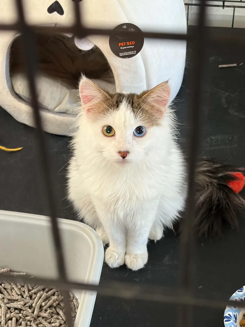 A young medium-sized male Domestic Medium Hair cat named Sir Benjamin for adoption in Glendale, AZ