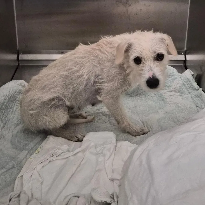 An adult medium-sized female White / Cream Wirehaired Terrier dog named Maisie for adoption in Montgomery, AL