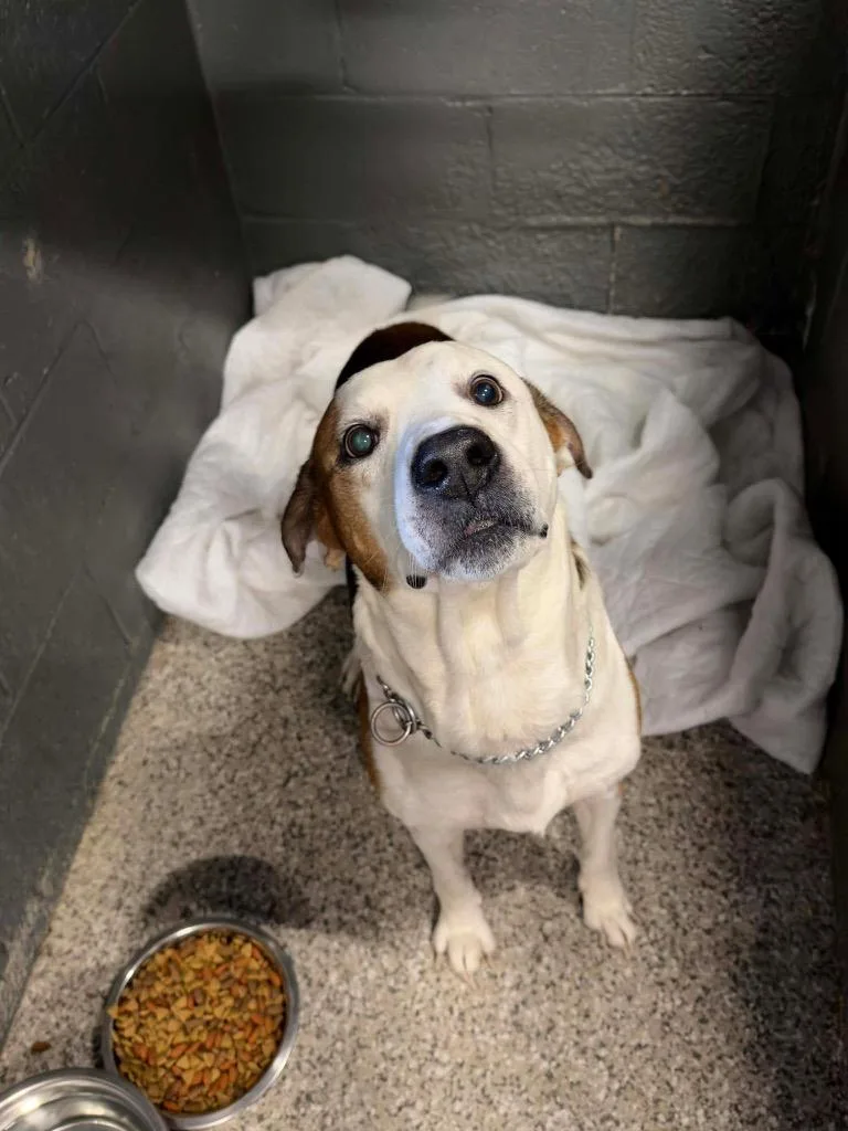 A senior large-sized male Pit Bull Terrier dog named Roscoe for adoption in Parsons, WV