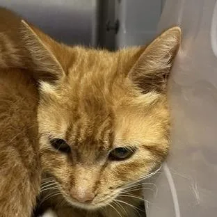 An adult medium-sized female Orange / Red Domestic Short Hair cat named Candy for adoption in West Palm Beach, FL