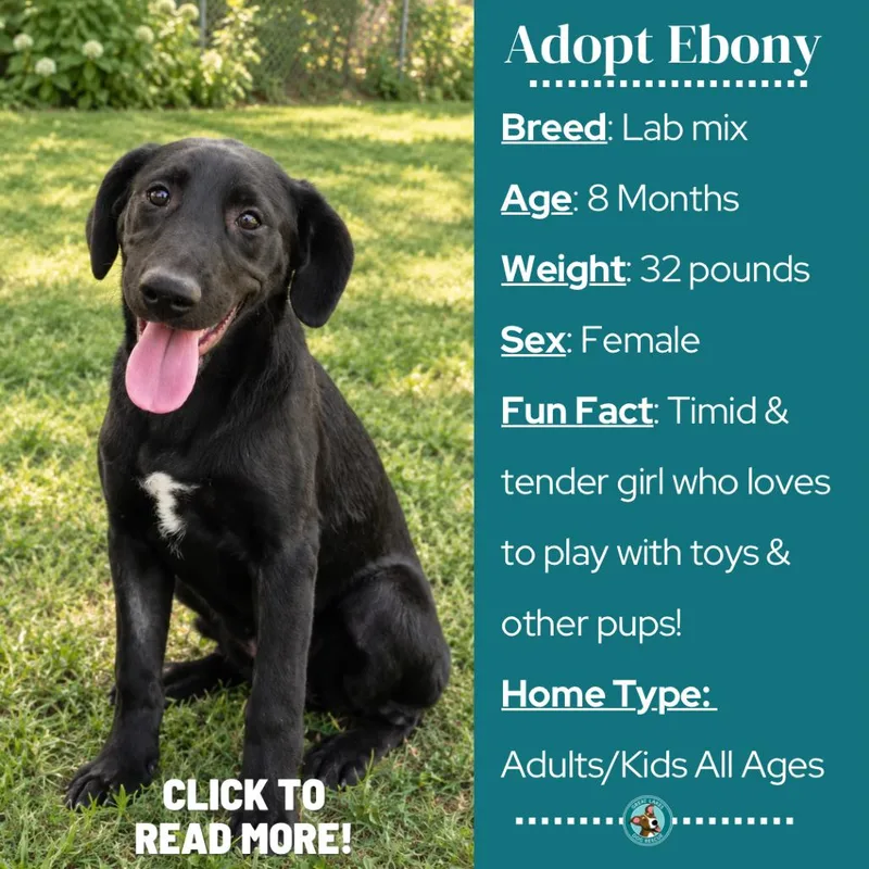 Ebony thumbnail 2