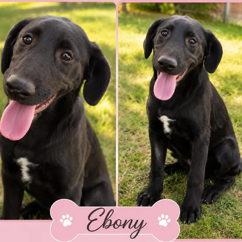Ebony thumbnail 4