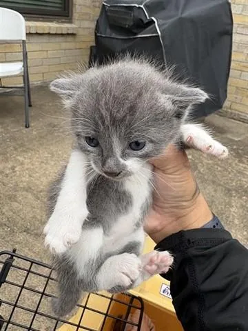A baby small-sized male Domestic Short Hair cat named Minnow for adoption in Houston, TX