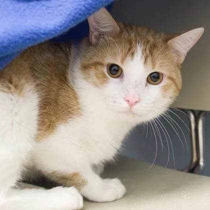 A young medium-sized male Domestic Short Hair cat named Cosmo for adoption in Verona, WI