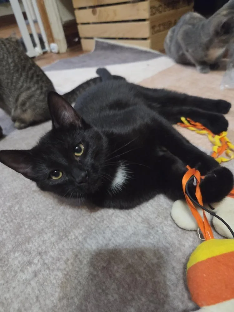 A baby small-sized female Domestic Short Hair cat named Ida for adoption in Lincoln Park, MI