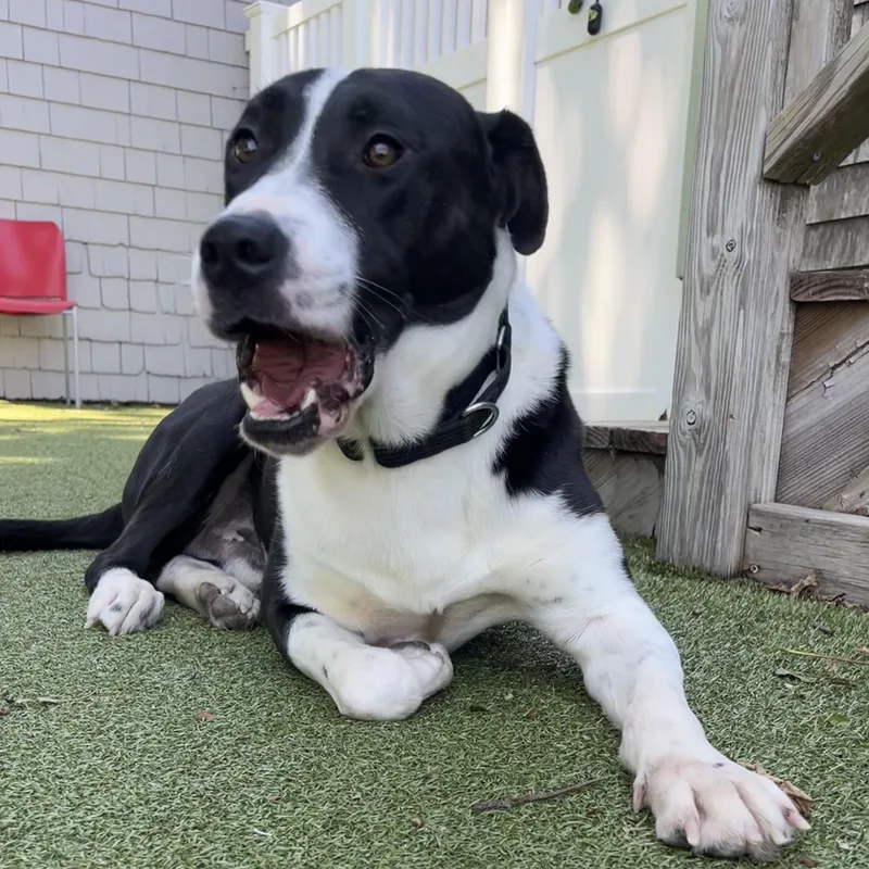 An adult large-sized male Labrador Retriever dog named Carowinds for adoption in New Bedford, MA