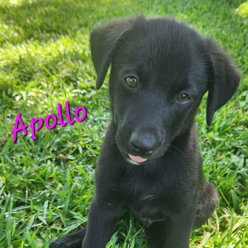 A baby medium-sized male Black Labrador Retriever dog named Apollo CS for adoption in Columbia, MD