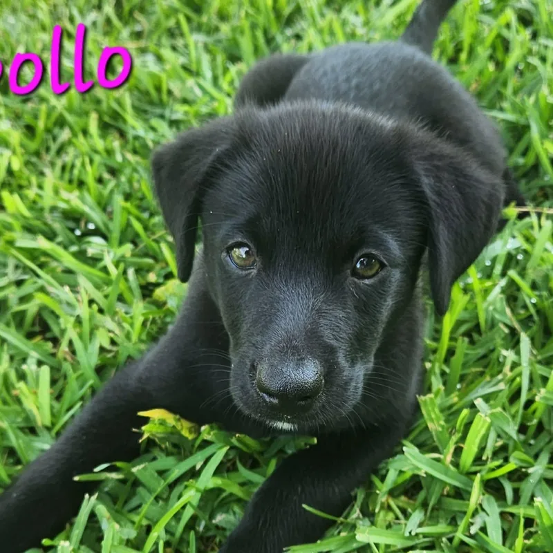 Apollo CS thumbnail 2