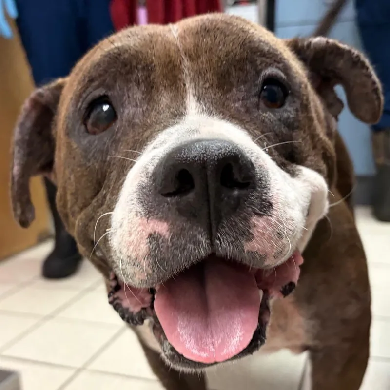 An adult large-sized female Brown / Chocolate Mixed Breed dog named Mama for adoption in Charleston, WV
