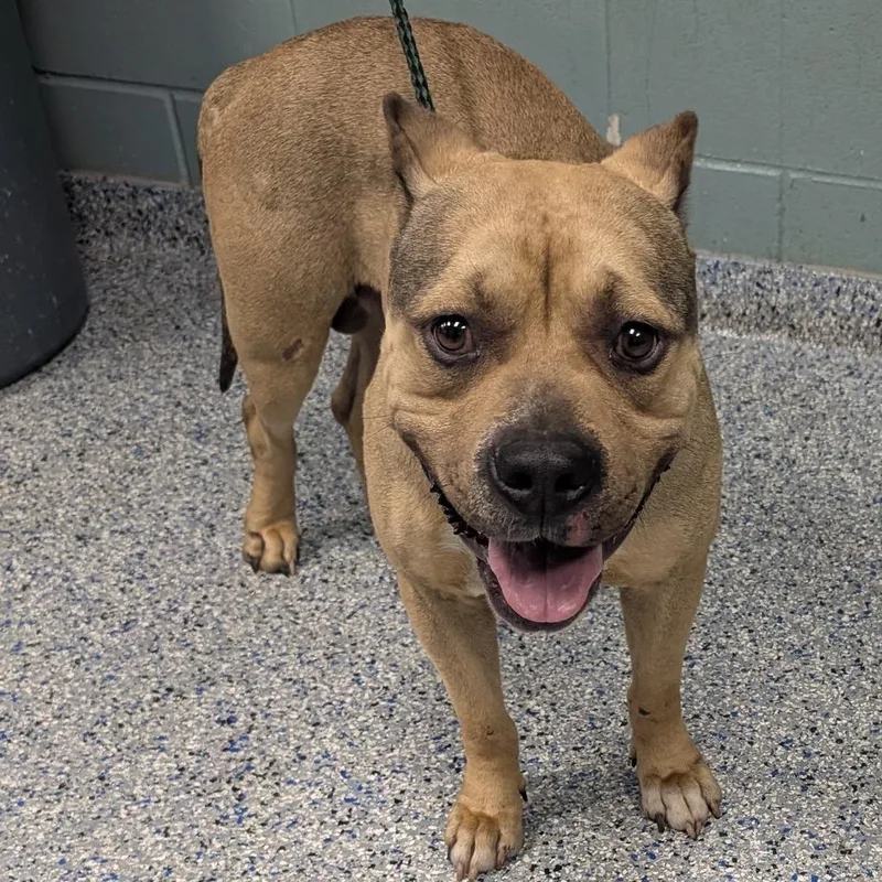 An adult large-sized male Yellow / Tan / Blond / Fawn American Staffordshire Terrier dog named Big Dog for adoption in Greenville, SC