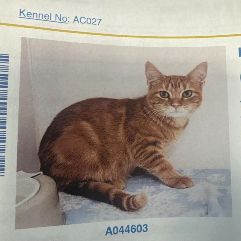 Garfield