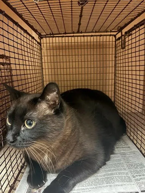 An adult small-sized female Burmese cat named Gracie for adoption in Austin, TX
