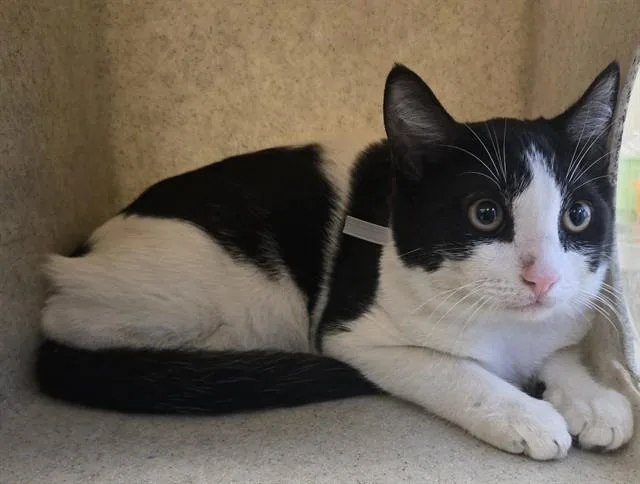 A young small-sized male Domestic Short Hair cat named Jimmy Thunder for adoption in Lancaster, CA