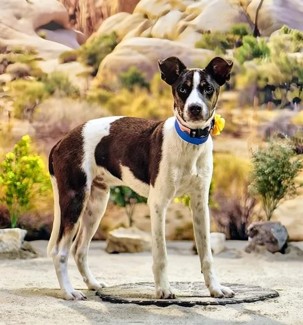 A young small-sized male Terrier dog named Jockey for adoption in Thousand Palms, CA