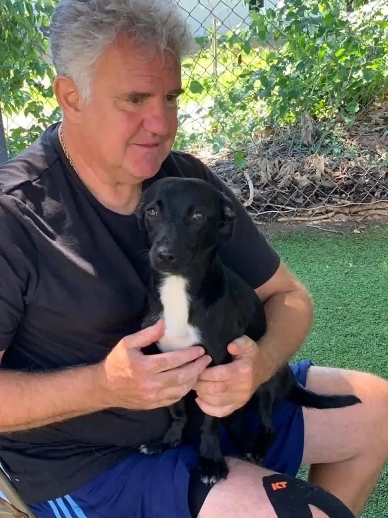 An adult small-sized female Black Dachshund dog named Robin for adoption in Blue Bell, PA