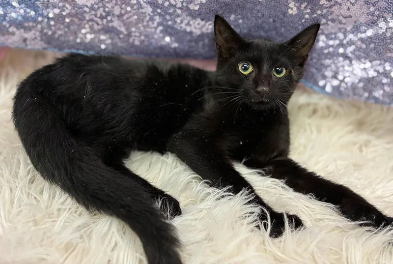 A young medium-sized male Domestic Short Hair cat named Risk for adoption in Clarkesville, GA