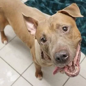 A senior small-sized male Brown / Chocolate Mixed Breed dog named Finny for adoption in Newark, NJ