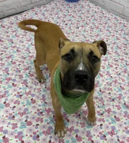 An adult large-sized male Mixed Breed dog named Mannish for adoption in Westland, MI
