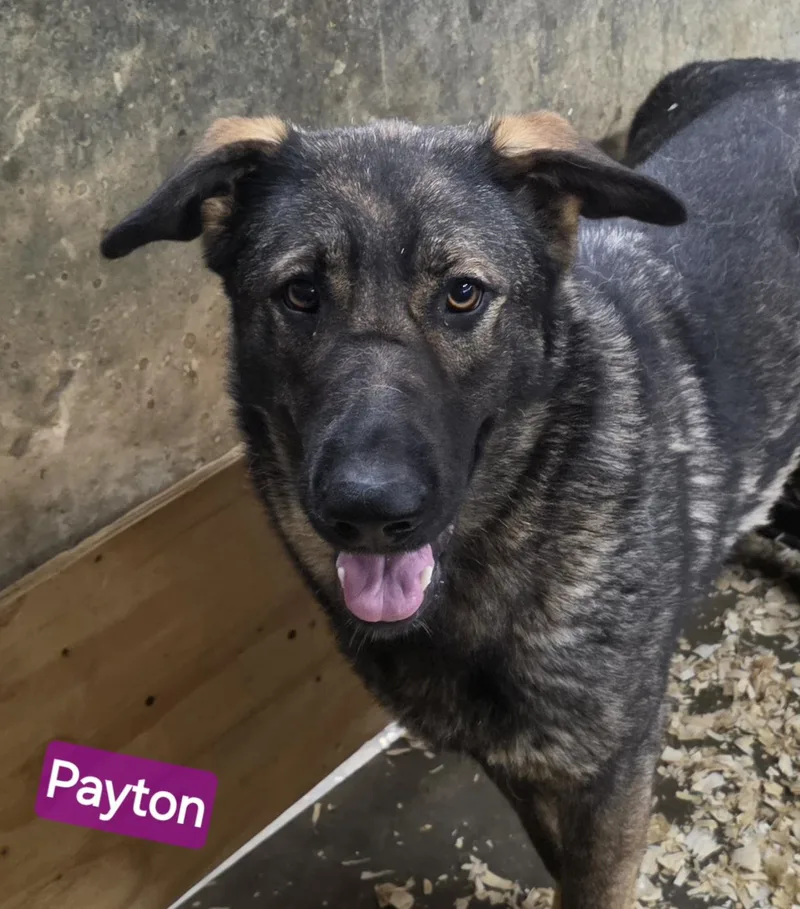 A young large-sized female Bicolor German Shepherd Dog dog named Payton for adoption in Wheelersburg, OH