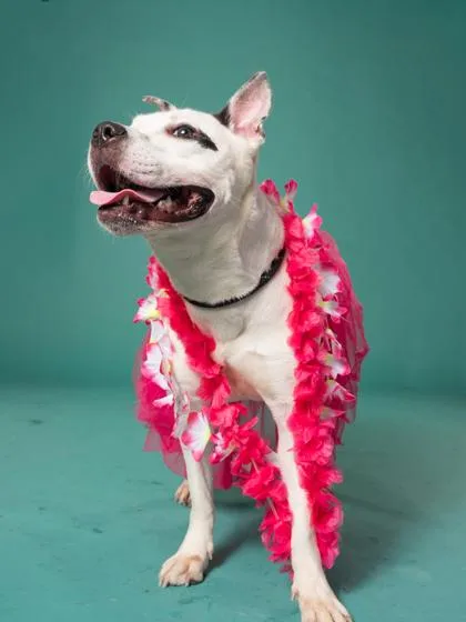 An adult medium-sized female Pit Bull Terrier dog named Chibee for adoption in Atlanta, GA