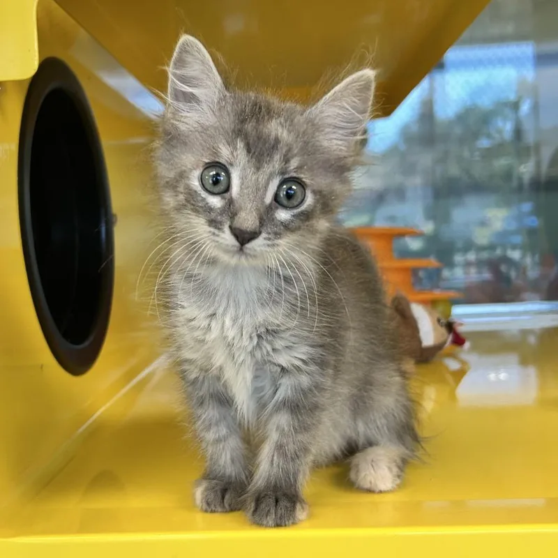 A baby small-sized female Gray / Blue / Silver Domestic Medium Hair cat named Lucha for adoption in Abilene, TX