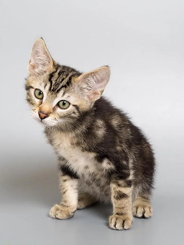 A baby small-sized male Domestic Short Hair cat named Jade for adoption in Longmont, CO