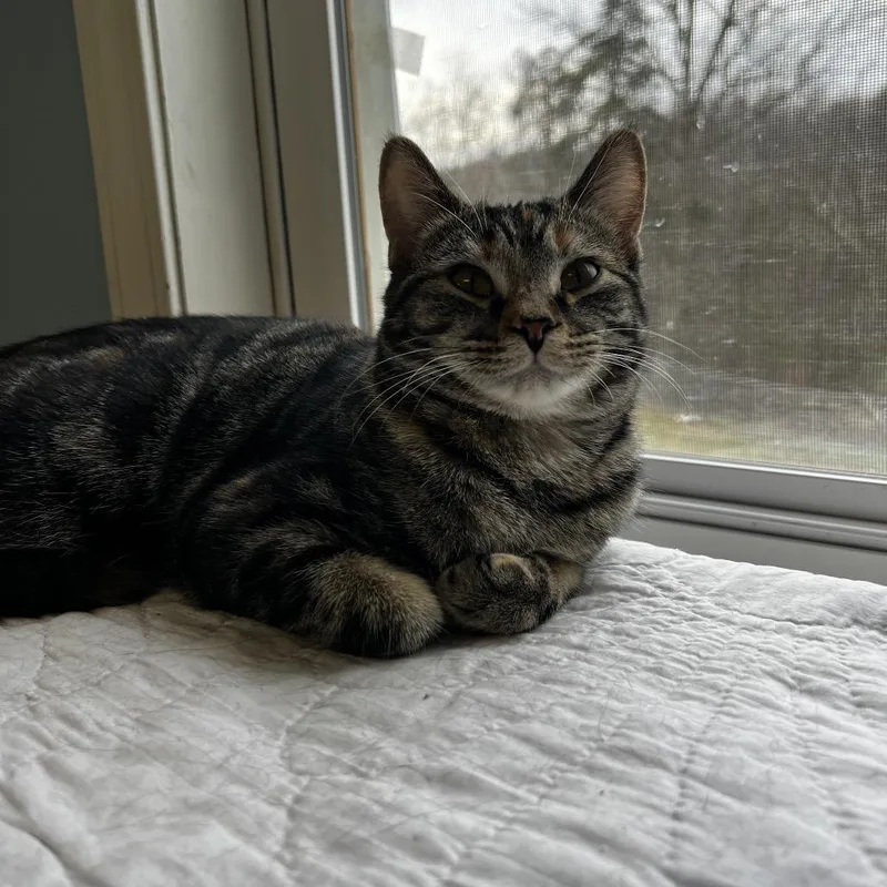 A young medium-sized female Brown / Chocolate Domestic Short Hair cat named Cici for adoption in Pittsburgh, PA