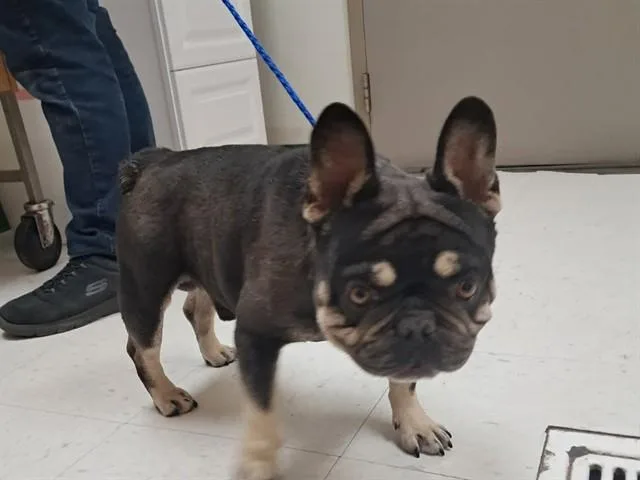 Chico
