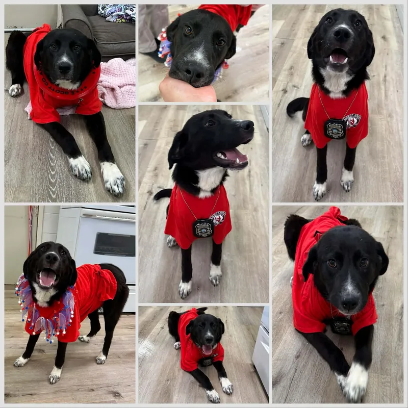 A young medium-sized male Black Labrador Retriever dog named Budda for adoption in Lexington, KY