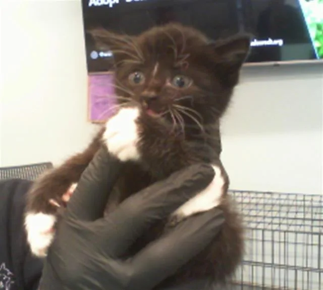 A baby small-sized male Domestic Short Hair cat named Grim for adoption in Charlotte, NC