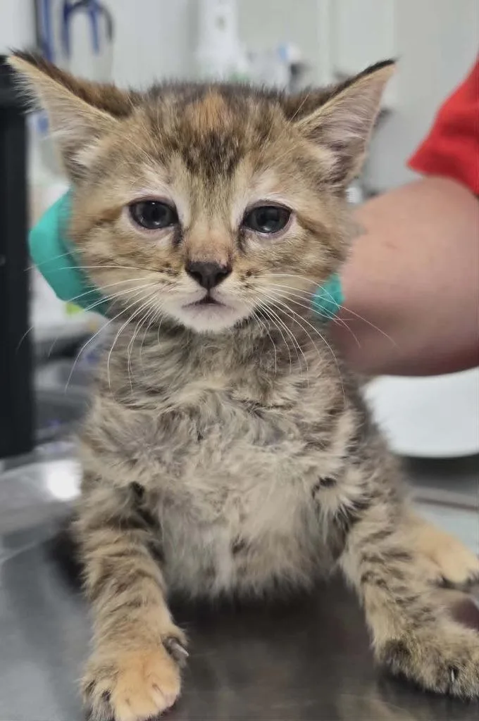 A baby small-sized female Domestic Short Hair cat named Browny for adoption in Hillsdale, IN