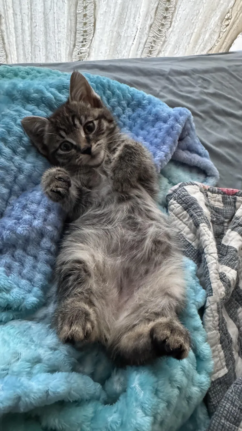 Bobby And Winston thumbnail 3