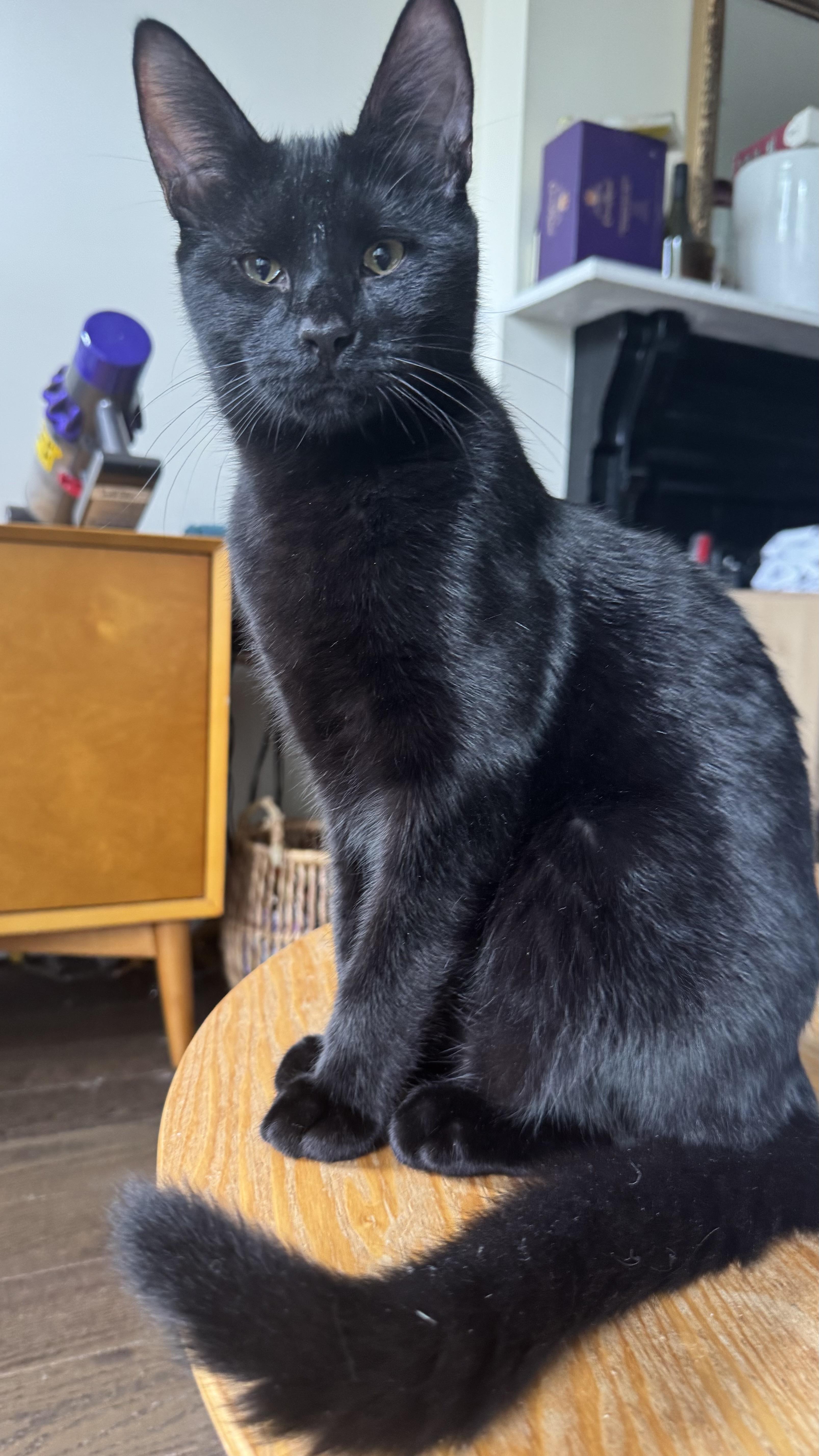 Bobby And Winston thumbnail 4