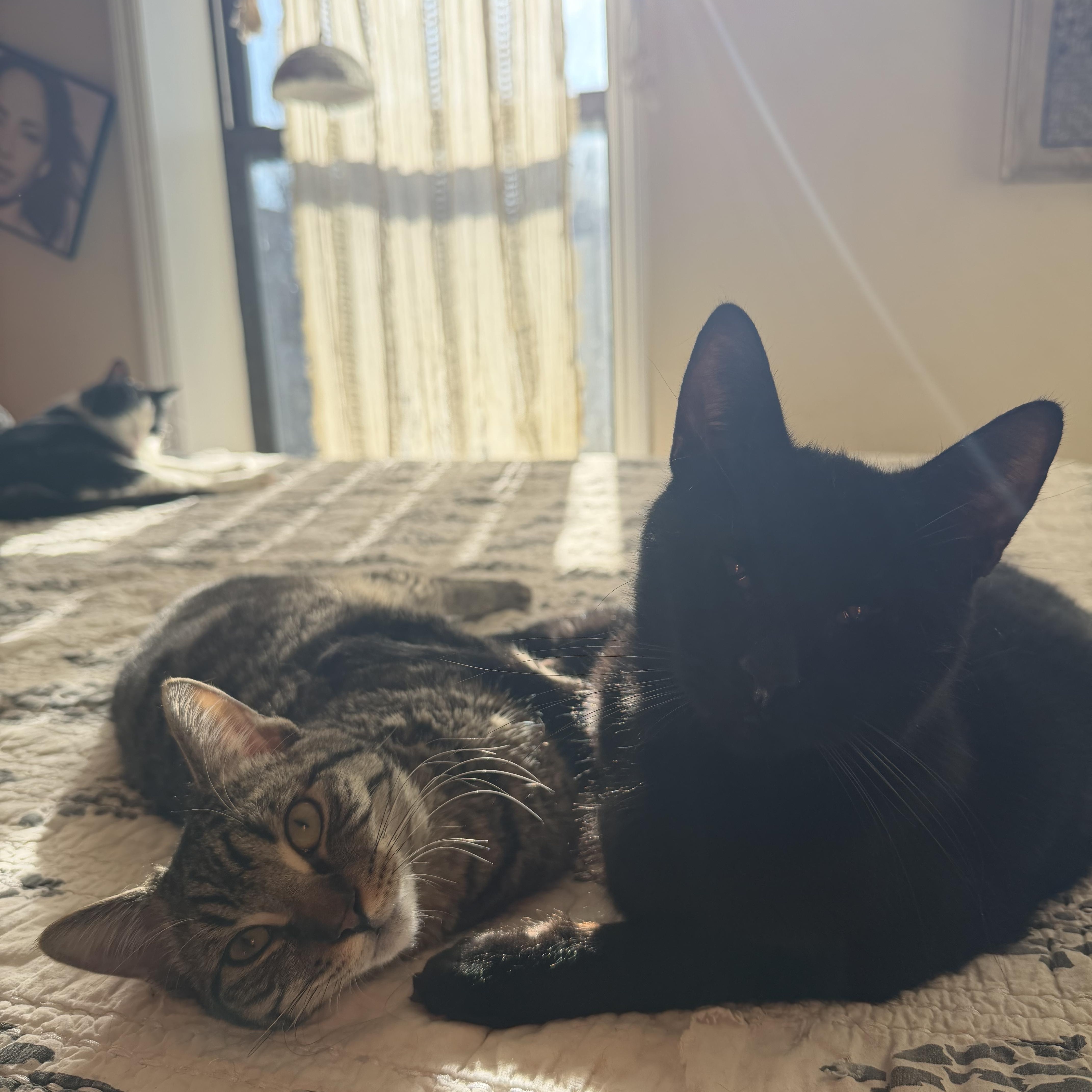 Bobby And Winston thumbnail 5