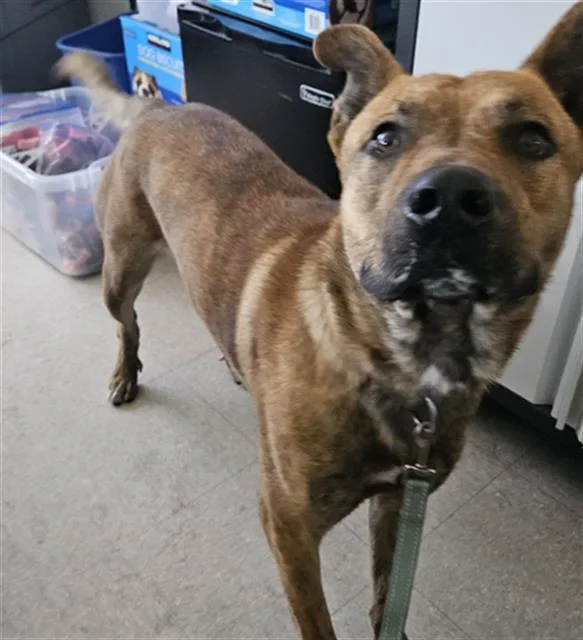 A young medium-sized male Brown / Chocolate Shepherd dog named Scooby for adoption in Thousand Oaks, CA