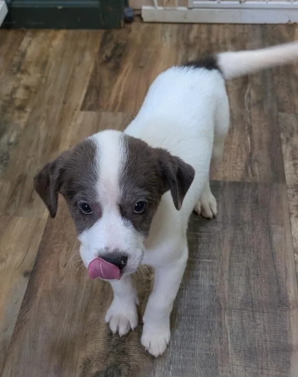 A baby medium-sized female White / Cream Great Pyrenees dog named MaLinda for adoption in Watertown, CT