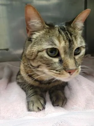 An adult medium-sized female Domestic Short Hair cat named Speckles for adoption in Fishers, IN