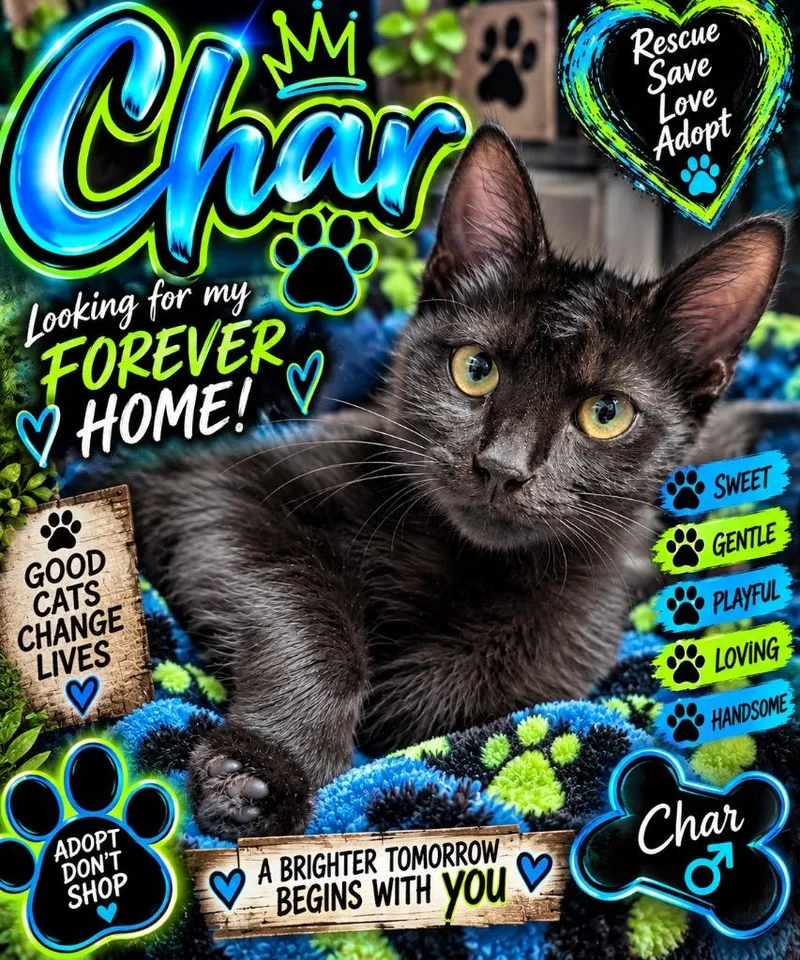 A young medium-sized male Black Domestic Short Hair cat named Char for adoption in Shelbyville, TN