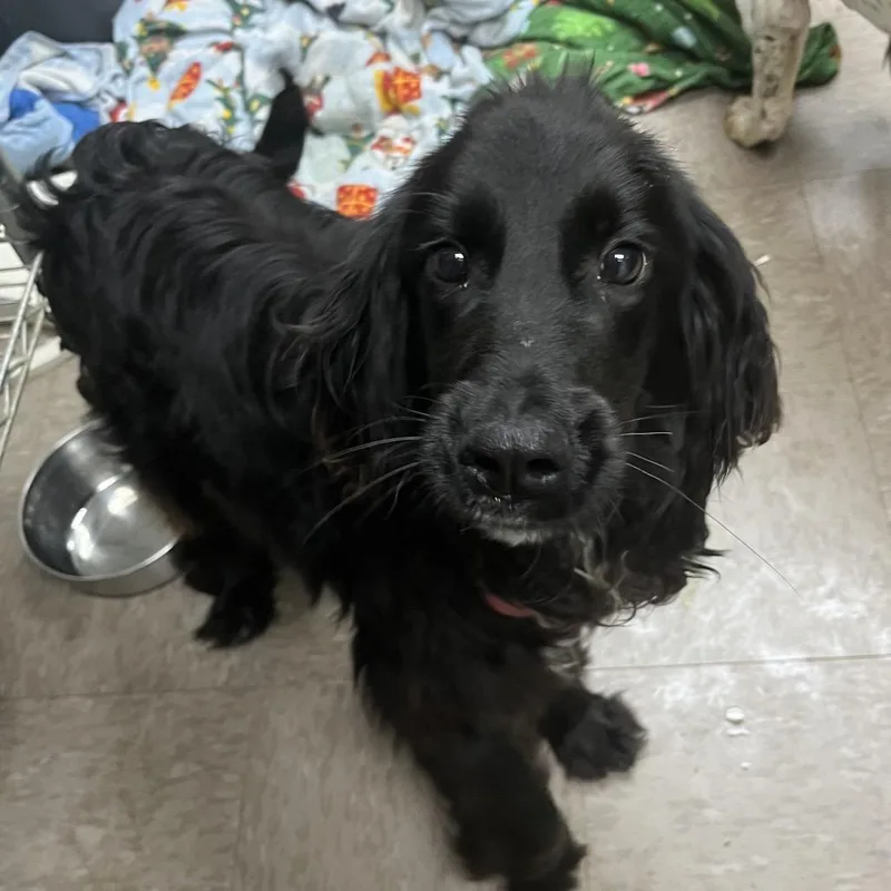 An adult medium-sized male Black English Cocker Spaniel dog named Astro for adoption in Alexandria, VA