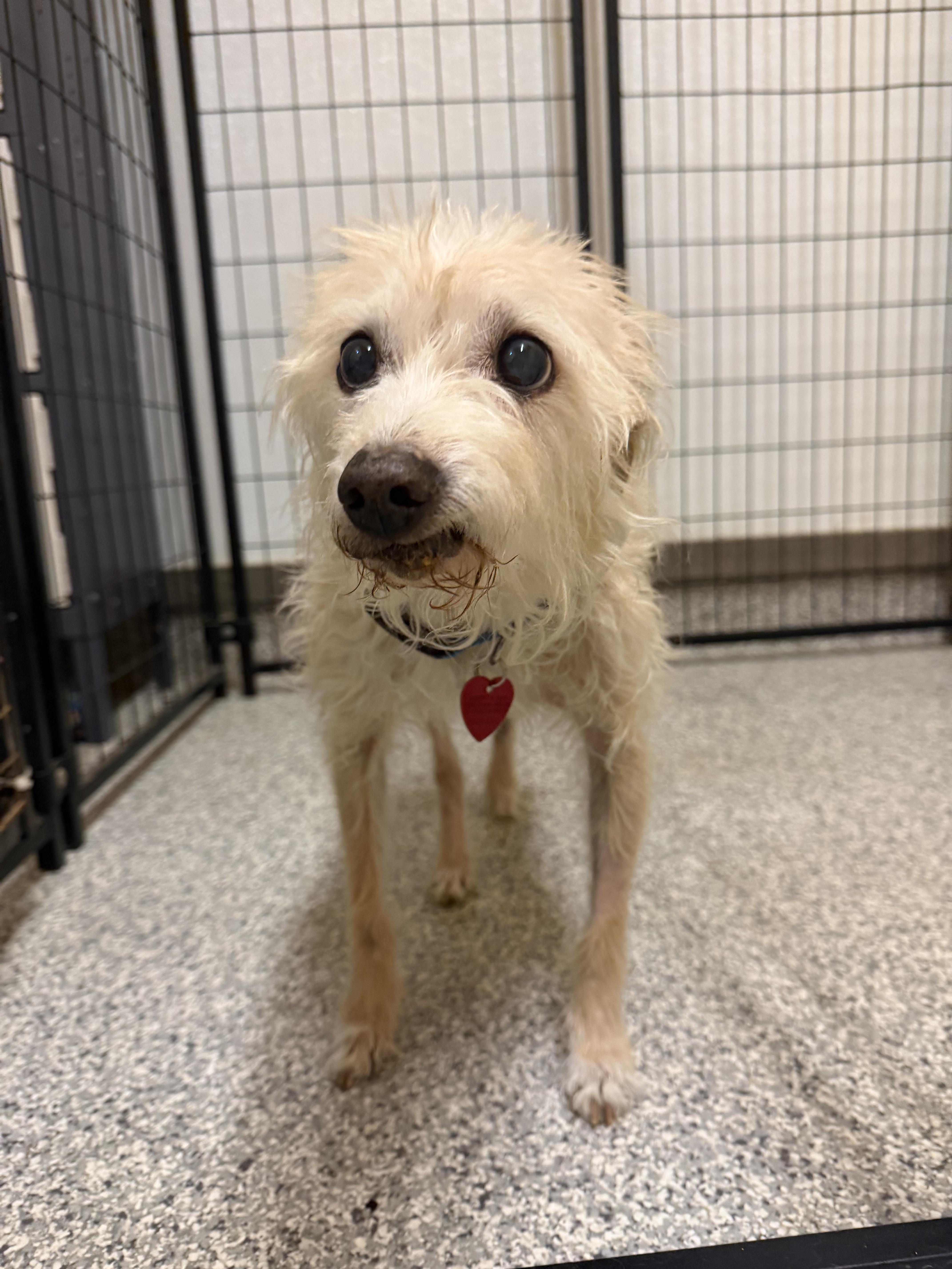 A senior small-sized female Rat Terrier dog named Sarah for adoption in Hood River, OR