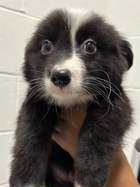 A baby small-sized male Australian Shepherd dog named Oreo for adoption in Upper Marlboro, MD